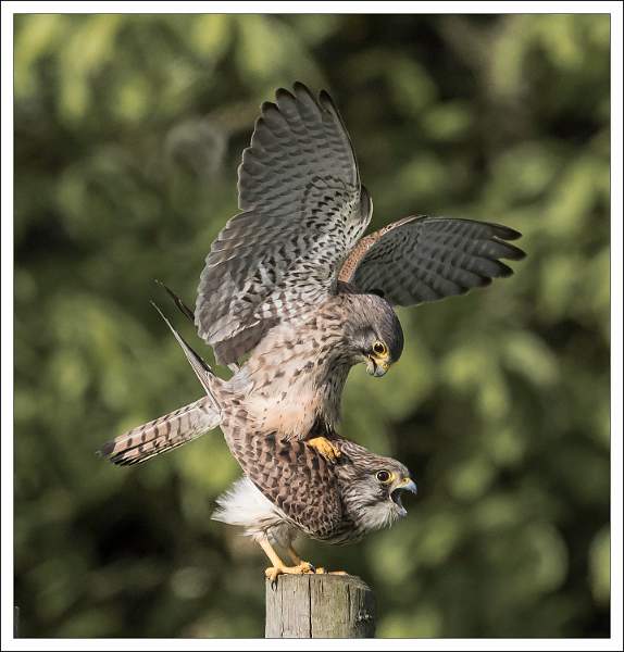 Kestrels Mating AE19.jpg - Kestrels Mating